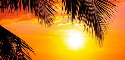 palm tree of sunset on sky background photo