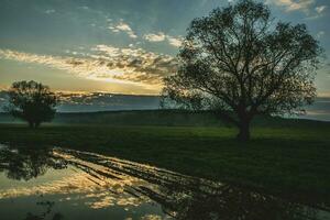Lonely tree in the rice field with reflection in water. Big tree in a green field at sunset. Beautiful spring landscape. photo
