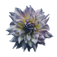 gris fleur isolé. png