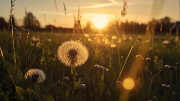 Dandelion In Field At Sunset - Freedom to Wish, generative ai photo