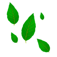 floating green leaves png