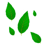 flottant vert feuilles png