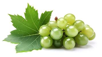 Green grape with leaves isolated on white. With clipping path. Full depth of field, photo