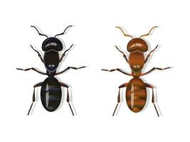 Black and red harvester ants isolated on white background. Realistic vector illustration