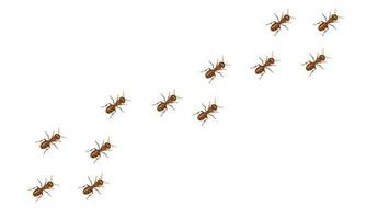 Red ants trail moving diagonally isolated on white background. Realistic vector illustration.