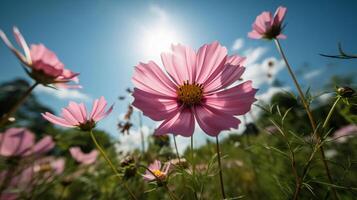 Cosmos flower and blue sky, photo