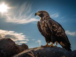 un águila con dorado plumas y azul ojos en pie en un roca, con puesta de sol fondo, generativo ai foto