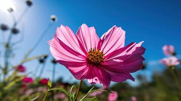 Cosmos flower and blue sky, photo