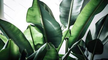 grupo de grande verde plátano hojas de exótico palma árbol en Brillo Solar en blanco antecedentes. tropical planta follaje con visible textura. contaminación gratis símbolo, generativo ai foto