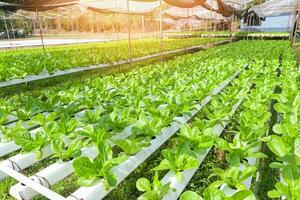 hydroponic vegetables from hydroponic farms fresh green cos lettuce growing in the garden, hydroponic plants on water without soil agriculture organic health food nature, Chlorophyll leaf crop bio photo