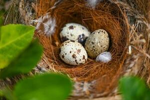 pájaro nido en árbol rama con Tres huevos adentro, pájaro huevos en aves nido y pluma en verano bosque , huevos Pascua de Resurrección concepto foto