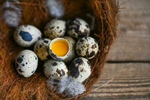 quail eggs on birds nest, fresh quail eggs and feather on wooden table background, raw eggs with peel egg shell photo