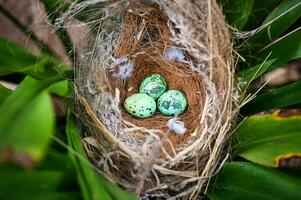 bird nest on tree branch with three eggs inside, bird eggs on birds nest and feather in summer forest , eggs easter concept photo