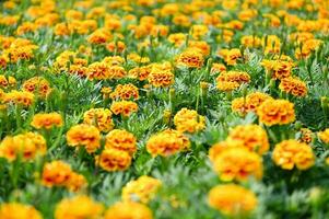 marigold flower blossom on the garden, flower yellow and orange marigold flowers for decorate garden photo