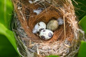 bird nest on tree branch with three eggs inside, bird eggs on birds nest and feather in summer forest , eggs easter concept photo