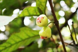 Couple of Jamrul fruits photo