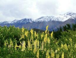 altramuces con notables montañas en fondo, nuevo Zelanda foto