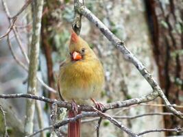 hermosa hembra cardenal sentado en un rama foto