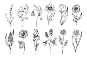 Hand drawn outline flowers, set. Sketch, botanical icons, vector