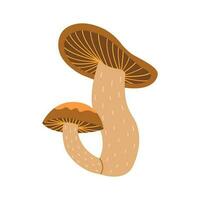 Two forest mushrooms in one. Vector hand drawn colorful