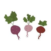 Three beets with green leaves isolated, organic healthy vector