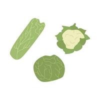 White cabbage, Chinese cabbage, cauliflower vector set