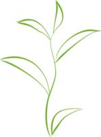 Green tea leaf PNG