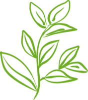 Green tea leaf PNG