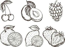 set of fruits. Set of hand drawn fruits. Vector illustration isolated on white background.