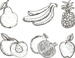 set of fruits. Set of hand drawn fruits. Vector illustration isolated on white background.