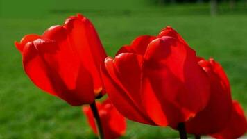 vermelho tulipa florescendo dentro primavera, flor fechar acima video