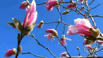 Rosa Maglonie Blumen Baum nach Regen, Blau Himmel video