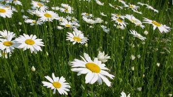 muchos blanco margarita flores floreciente en el jardín yarda video