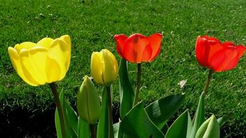 amarillo y rojo tulipán flores floreciente en primavera video