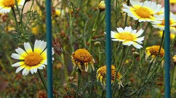 Marguerite jardin derrière vert engrener métal clôture video