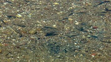 Herde von Fisch schwebend sauber und Steine Meer unter Wasser video