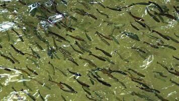 troupeau de poisson flottant synchronisé sous-marin video