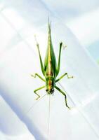 Green grasshopper close up photo