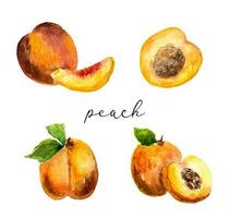 Set of watercolor peaches and apricots. vector