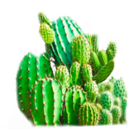 ai generativo cactus dibujos animados png transparente