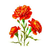 ai generativ ringblomma blomma png transparent