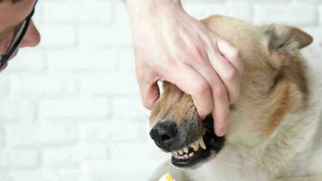 animal Cuidado. proprietário escovar dentes do fofa misturado procriar cachorro às casa video