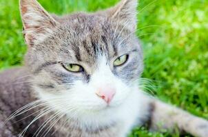 Domestic cat portrait photo