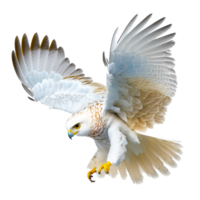 ai generativ golden Adler Attacke Landung Sturzflug Hand zeichnen png