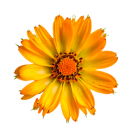 ai génératif fleur Haut vue png transparent