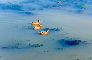 Relajado patos en el agua foto