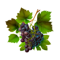 ai generatief bundel van druiven PNG
