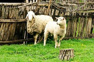 blanco ovejas a granja foto