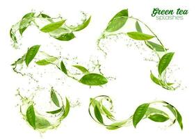 verde té hojas remolinos y salpicaduras, herbario bebida vector