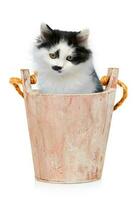 Kitten in wooden bucket on white background photo